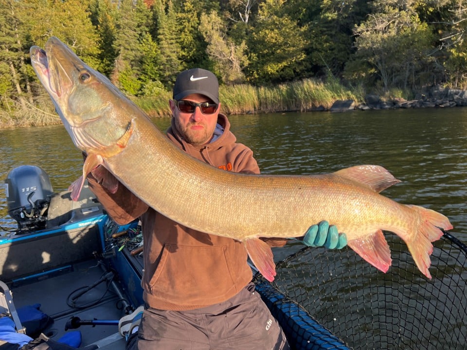 Rick Hoover with a 51 inch musky caught during the 2026 PMTT Championship, NW Angle, Lake of the Woods MN