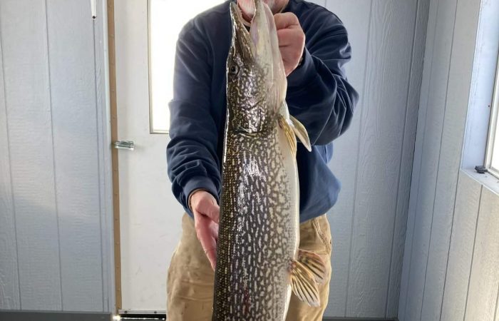 fishing report south shore northern pike extended ice season lake of the woods