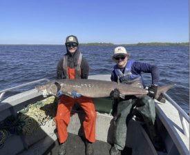 MN DNR with a 71 inch sturgeon on Lake of the Woods MN
