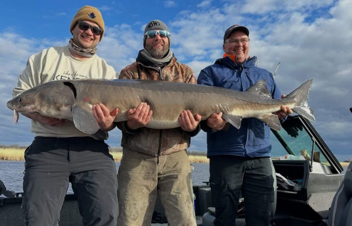 fishing report lake of the woods nw angle rainy river south shore sturgeon