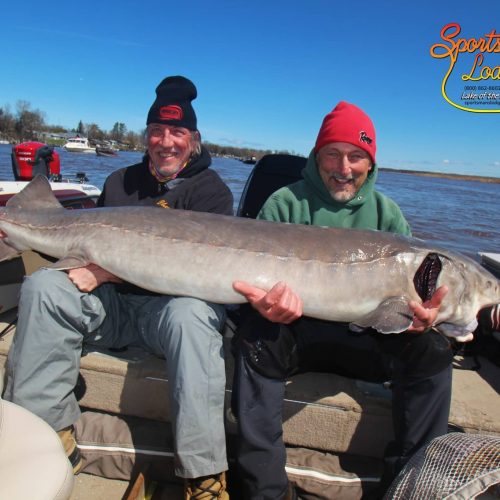 Potential state record sturgeon, 78.25 inches, in Sportsman's Lodge Annual Sturgeon Tournament