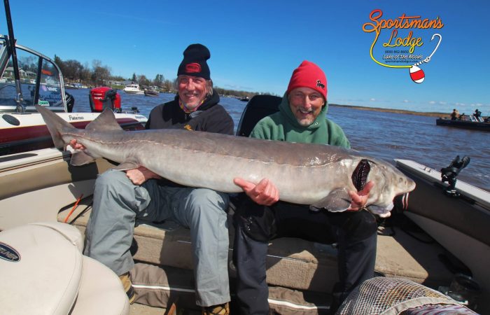 Potential state record sturgeon, 78.25 inches, in Sportsman's Lodge Annual Sturgeon Tournament