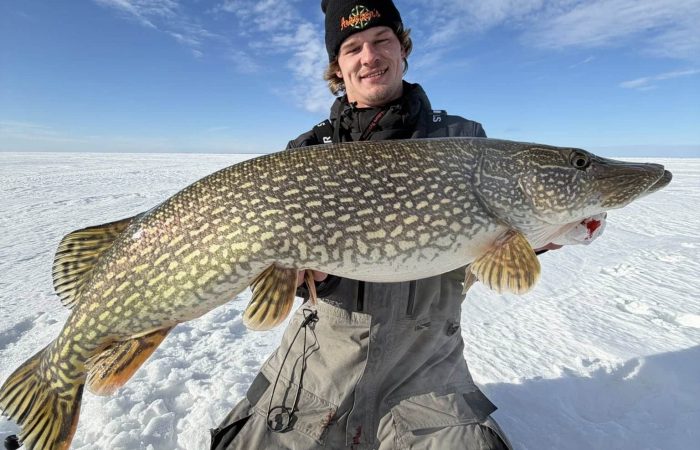 fishing report big pike caught at lake of the woods south shore walleye northwest angle
