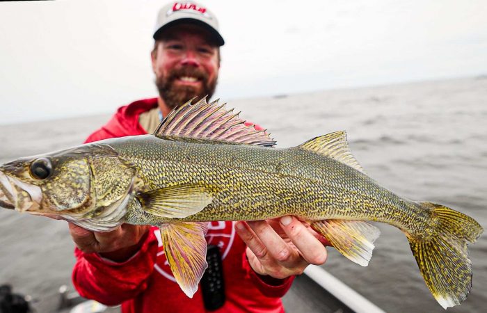 lake of the woods south shore nw angle rainy rivr walleye