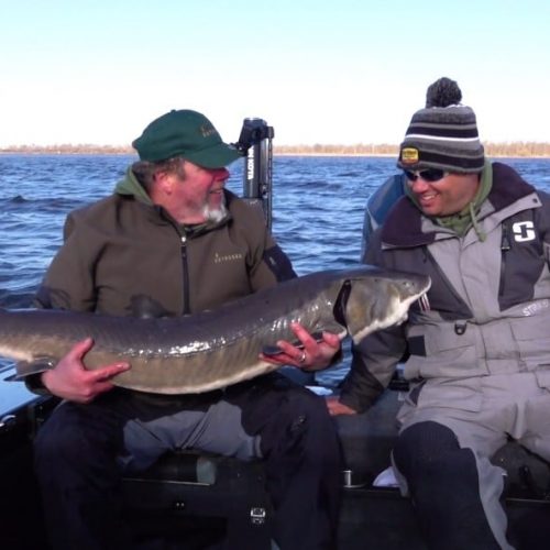 Northland Outdoors, big sturgeon on the Rainy River