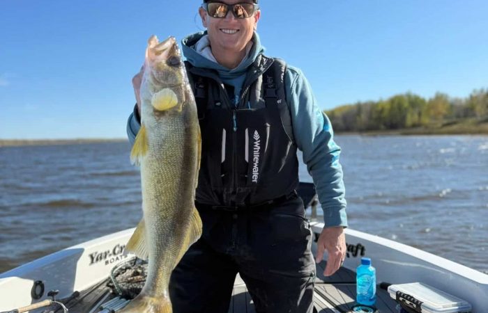 Fishing on the South Shore of Lake of the Woods MN produced this giant walleye