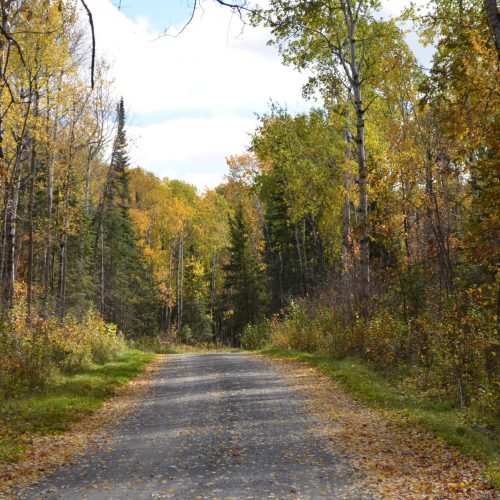 Fall Colors at Lake of the Woods MN are the best along with great walleye fishing and grouse hunting