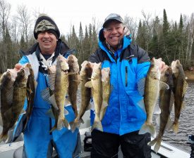 Two men hold a large string of walleyes and saugers that they caught on the Rainy River next to Lake of the Woods.