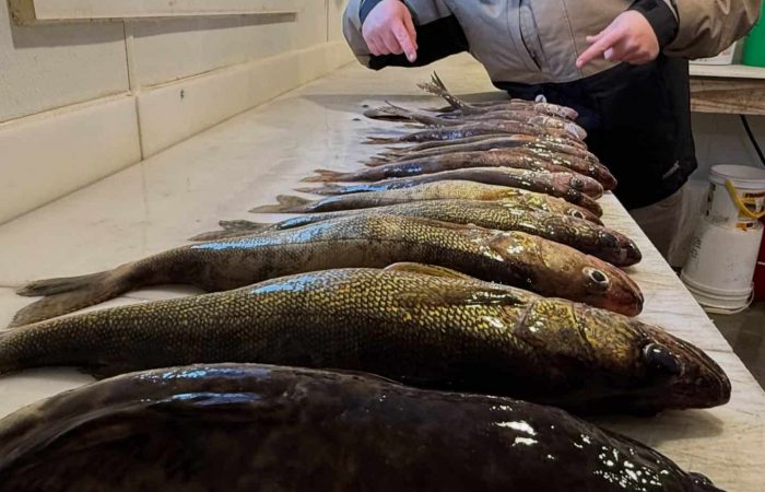 fishing report shows walleyes on table at Lake of the woods