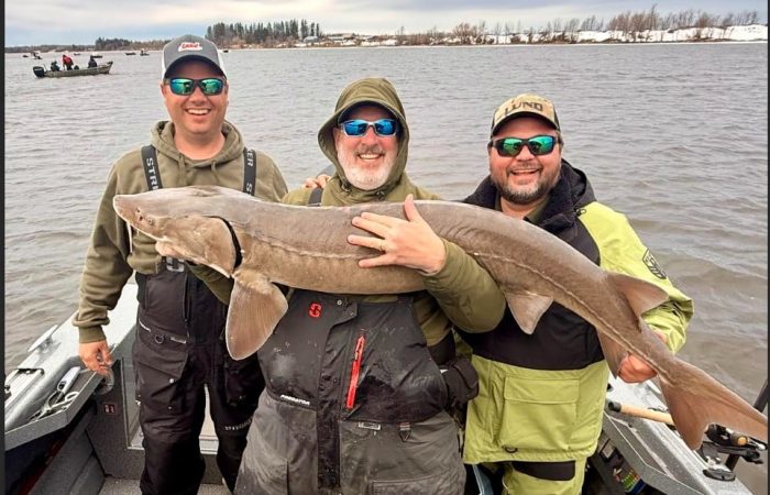 fishing report lake of the woods south shore rainy river sturgeon