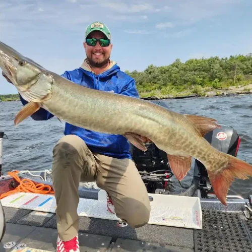 NW Angle muskie guide Forrest Huset with a trophy muskie on Lake of the Woods