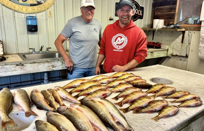 walleyes and jumbo perch fill a cleaning table at a resort on the south shore of lake of the woods mn