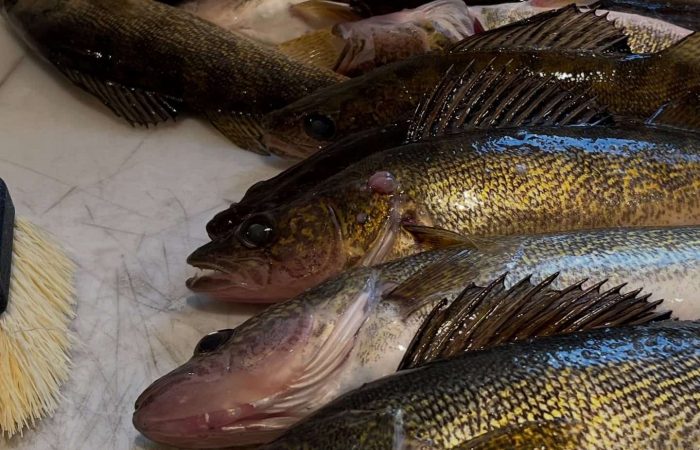 Walleyes on fish cleaning table_River Bend Resort_112624