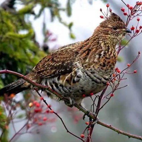 grouse