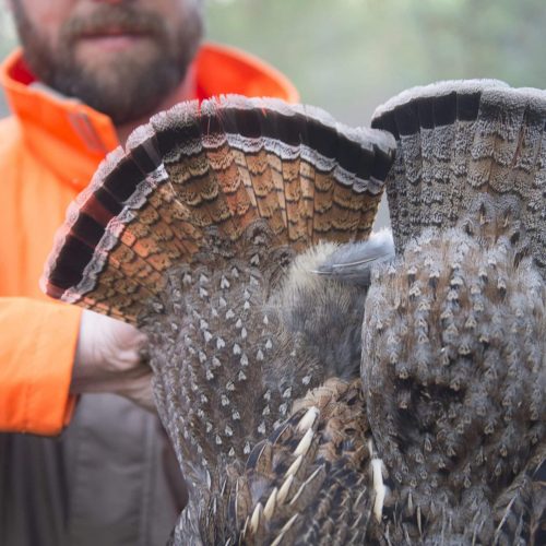 Grouse hunting Lake of the Woods MN