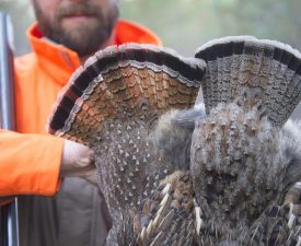 Grouse hunting Lake of the Woods MN